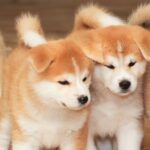 Как выбрать хороший питомник собак